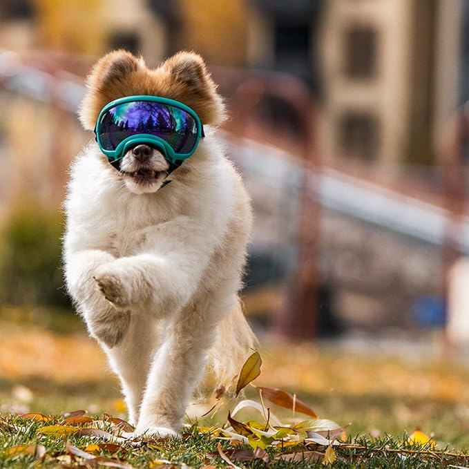 Rex Specs V2 Dog Goggles (X-Small, Black)