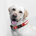 LED Dog Collar, Reflective Dog Collar, USB Rechargeable with 100% Waterproof Luminous Collar, Suitable for Medium and Large Dogs (Red, M)