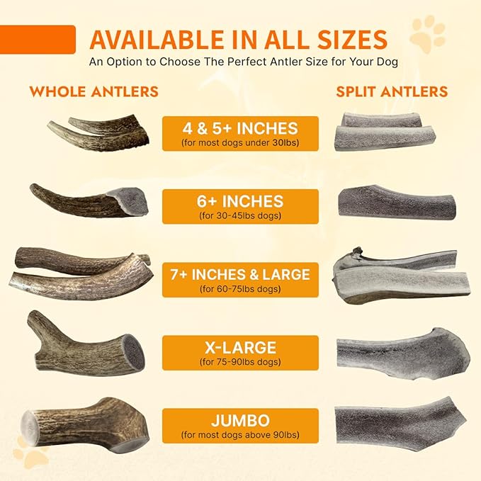 Tibetan Elk Antler for Dogs, Grade-A, 4"+ Premium Chews, Pack of 2, Naturally shed Healthy & Longer Lasting Aggressive chewers, USA Product Antler (Split)