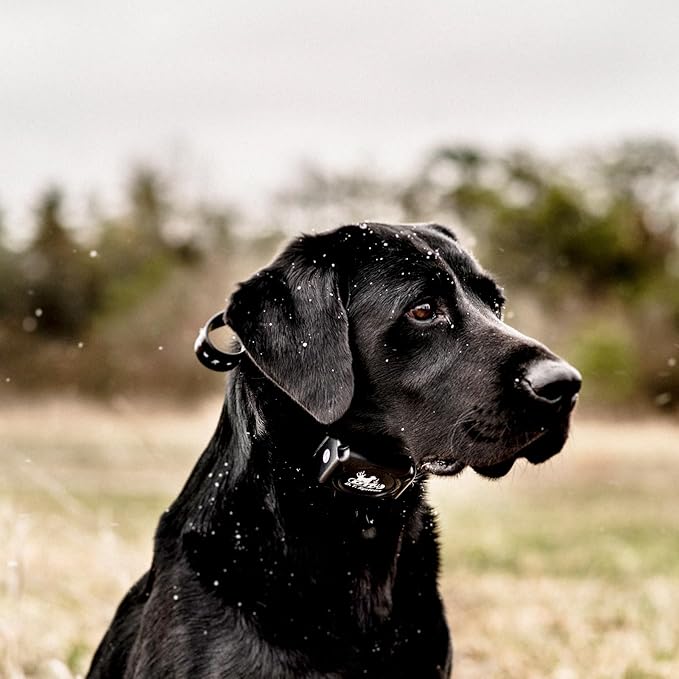 DT Systems H2O 1810, 1820, 1830 Plus Series Add-On/Replacement Collar Receiver, Waterproof Rechargeable Remote Hunting Dog Training Additional E-Collar, 1800-Yard Range, 16 Stimulation Levels, Black