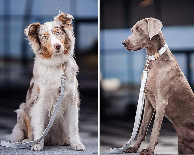 Soft Leather Dog Collar and Leash (6.6') Set - Stylish Rose Gold Heavy Duty Metal Buckle, 4 Adjustable Lengths Leash for Small Medium Large Dogs - Comfortable & Easy to Clean White M(13.8"-19.7")