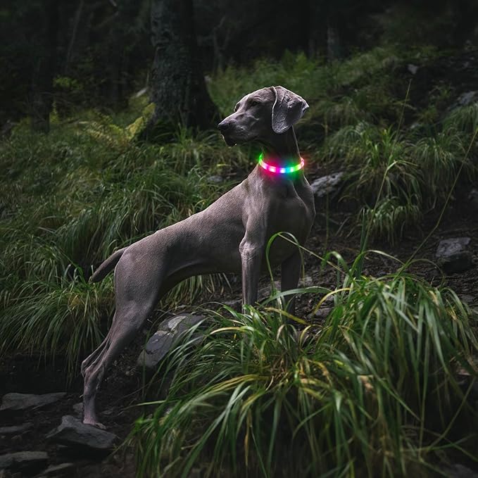 LED Dog Collar with 12 Lighting Modes-Rechargeable Dog Light Glow in The Dark for Night Walking, Adjustable Light Up Dog Collar for Small/Medium/Large Dogs, 1-H Charge & 12H Runtime, Blue