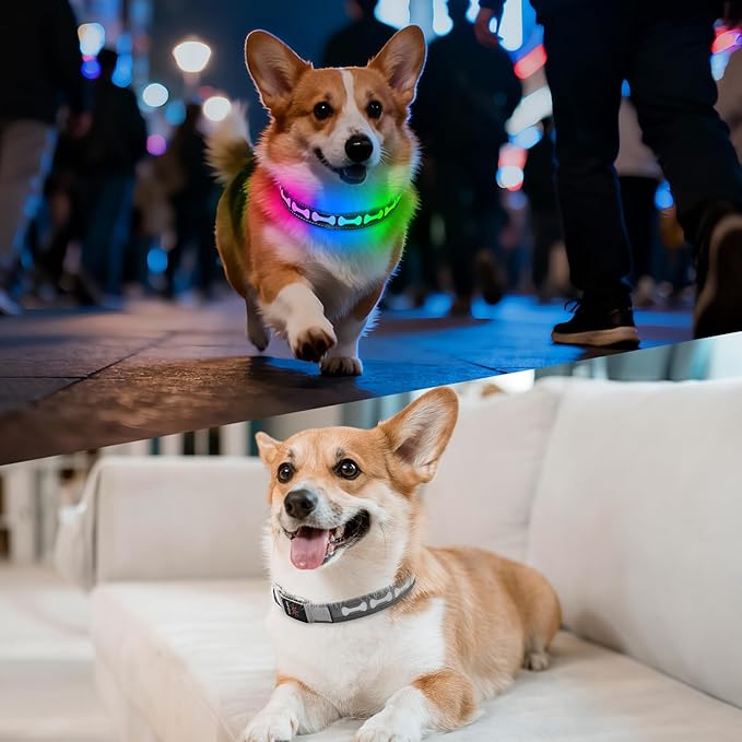 Flashseen LED Dog Collar Light Up USB-C Rechargeable, RGB 7 Colors 3 Modes Glow in The Dark Collar, Adjustable 360° Visibility Glowing Collars for Night Walking for Dogs (Grey, Medium)