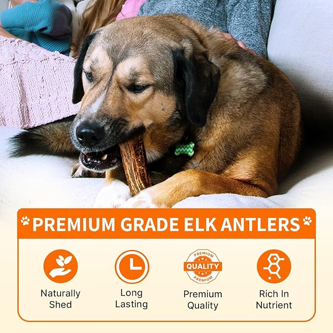 Tibetan Elk Antler for Dogs, Grade-A, 7"+ Premium Antler Chews, Naturally shed Healthy & Longer Lasting Aggressive chewers, USA Product (Whole)