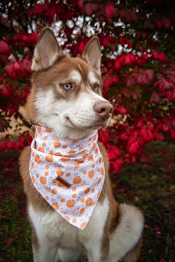 Lionheart glory Dog Bandana 1 Pack Washable Soft Cotton Halloween Pumpkin Bibs Scarf, Adjustable Kerchief Square Dog Bandanas for Small Dogs