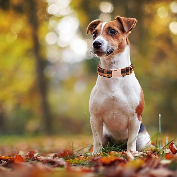 Elegant little tail Fall Dog Collar, Autumn Pet Collar Durable Yellow Plaid Dog Collars Male or Female Holiday Pet Gift Adjustable Dog Collar for Medium Dogs