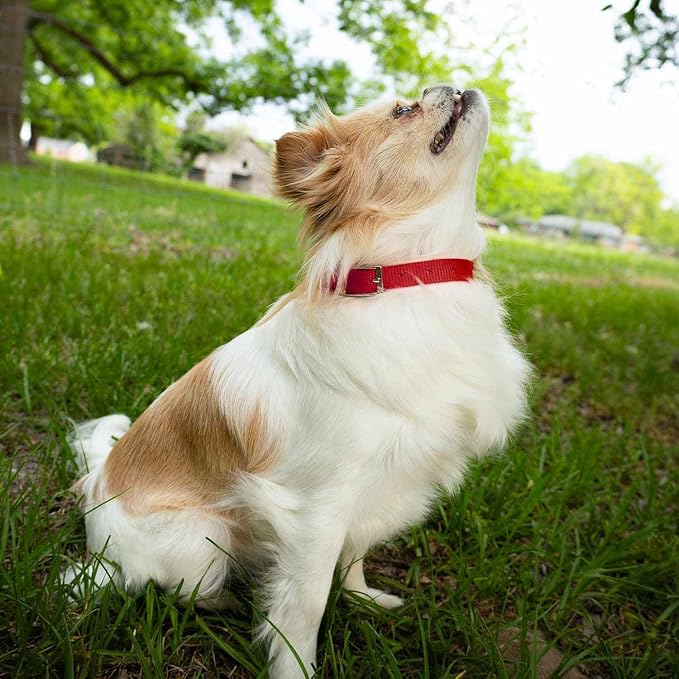 Jeffers Pet Solid Nylon Dog Collars, Red, 8" W x 12" L – Adjustable, Durable & Safe for Dogs, Lightweight & Double Ply Design, Stylish Pet Accessories - Perfect for Training, Walking & Tracker