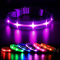 MASBRILL LED Dog Collar - Rechargeable, Lighted, Adjustable for Large Dogs - Purple, Nighttime Walks