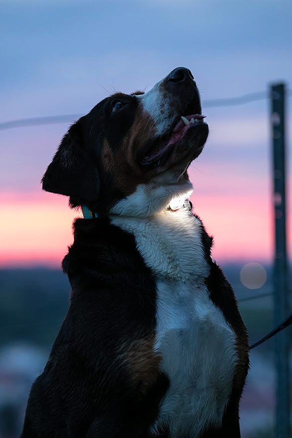 Max & Molly USB Rechargeable LED Safety Pet Light for Dog Collars & Harnesses - Waterproof, No-Dangle Secure Design, One Size Fits All - Ideal for Walking, Running, Biking & Outdoor Adventures