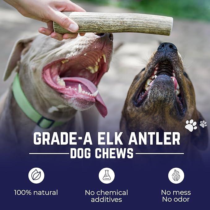 Devil Dog Pet Co. Elk Antlers for Dogs, Monster 9"+, 1 Pack, Grade A Long Lasting Chew for Aggressive Chewers, Premium USA Naturally Shed Antler – Healthy, No Odor, Durable Dog Chew