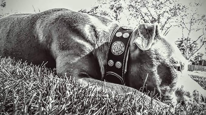 Bestia "Hektor Genuine Leather Dog Collar, Large Breeds, Cane Corso, Rottweiler, Boxer, Bullmastiff, Dogo, 100% Leather, Studded, L- XXL Size, 2.5 Inch Wide. Padded. Europe`s Fnest Dog Gear!