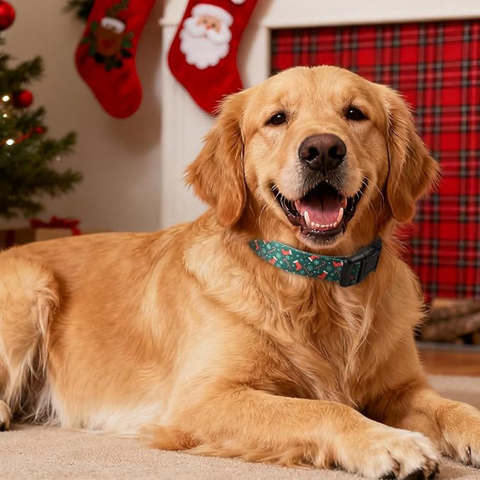 Christmas Dog Collar, Adorable Stocking Pattern Christmas Collar for Medium to Large Dogs - Comfortable & Cute Xmas Dog Collars, M