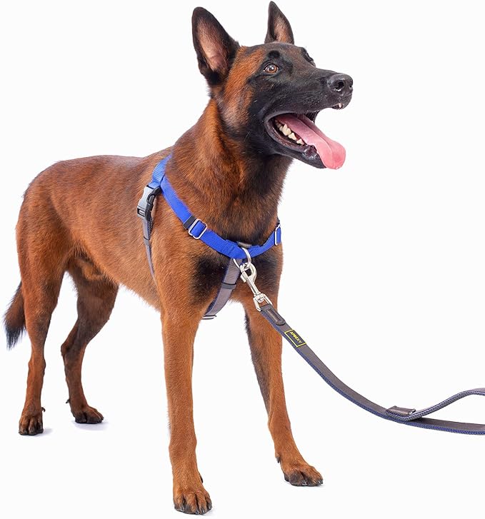 No Pull Dog Harness Freedom Walking, Easy Walk with Front and Back Stainless D-Rings, Sewn-in Instructions Tags for Easy Use, for Medium/Large Dogs Weight 40-60 lbs (Blue, Med/Large)