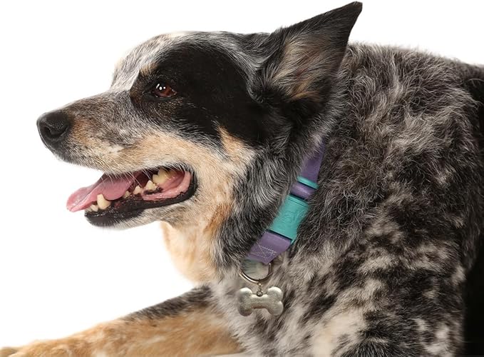 Adjustable Dog Collar with ID Tag – Soft Polyester, Quick Release Buckle – Durable, Waterproof, Cute Dog Collar – Puppy Collar, Stylish Pet Accessories (Lilac, XSmall)