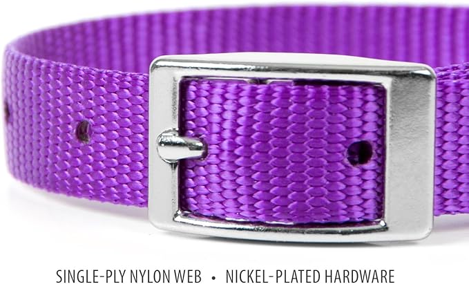 Jeffers Pet Solid Web Nylon Dog Collar for Small, Medium, Large Dogs – Adjustable Pet Collar, Nickel Plated Hardware – Strong, Durable, Comfortable – Outdoor, Training Use - Purple 5/8" W x 10" L