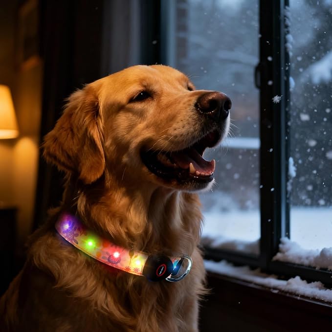 Light Up Dog Collar, LED Dog Collar Glow in The Dark - USBC Rechargeable, 3 Flashing Modes Adjustable Glow Collar, Safety Fashionable Cute Dog Light Up Collars for Medium Large Dogs Orange