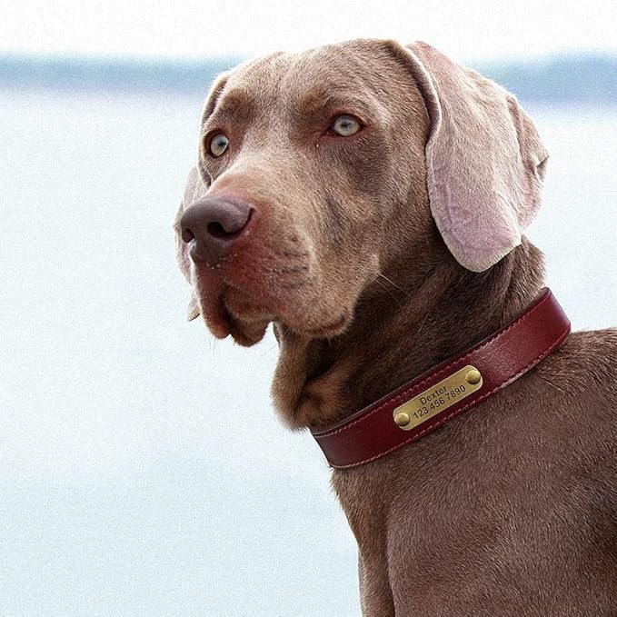Personalized Leather Dog Collar Custom Dog Collars Leather Gold Buckle Pet ID Collar for Small Medium Large Dogs Dobermann Dark Brown XL