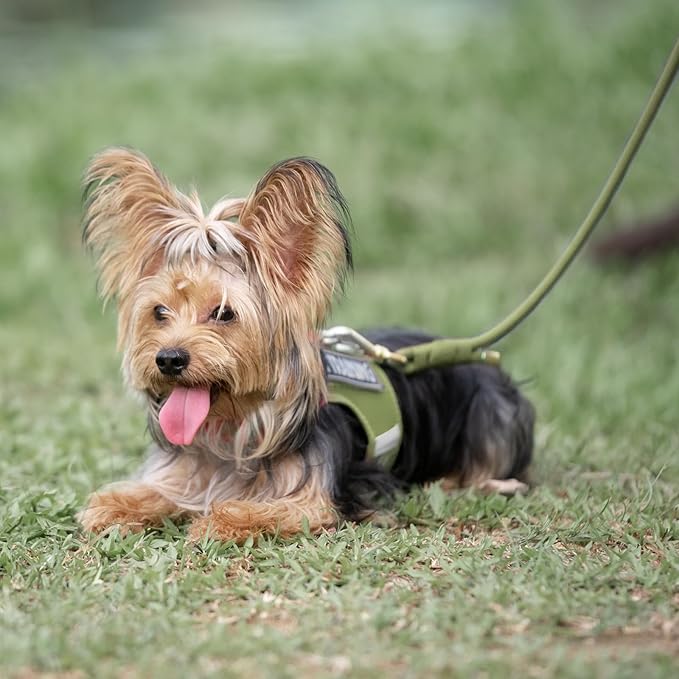 Durable Handwoven Dog Leash for Small & Medium Dogs, 5/16 inch Rope Lead with Anti-Tangle Swivel Clip, Soft & Lightweight, 5FT Long – Ideal for Daily Walking & Training (Misty Green)
