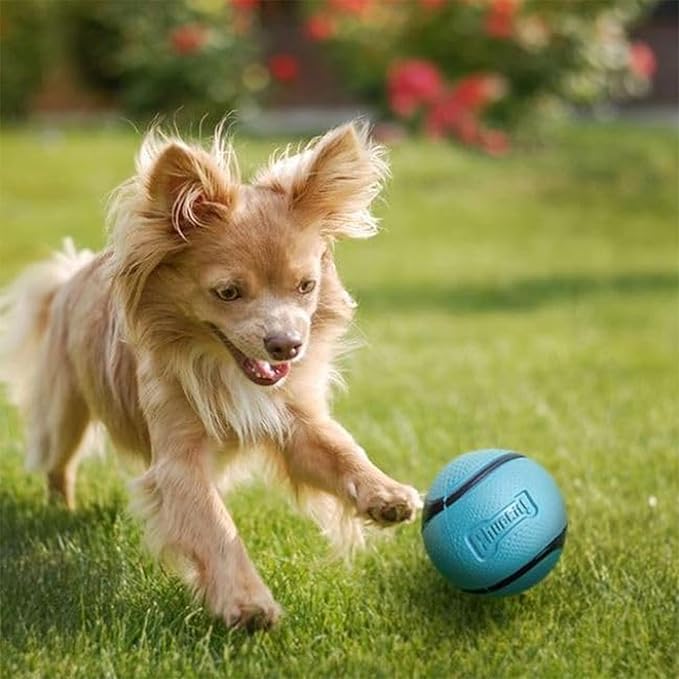 Chuckit! Sniff Ball Dog Toy, Durable High Bounce Bacon and Peanut Butter Scented Rubber Dog Ball Fetch Toy, Medium, 2 Pack