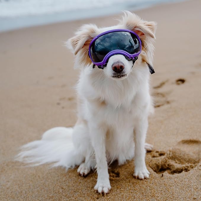Rex Specs V2 Dog Goggles (Small, Pike Purple)