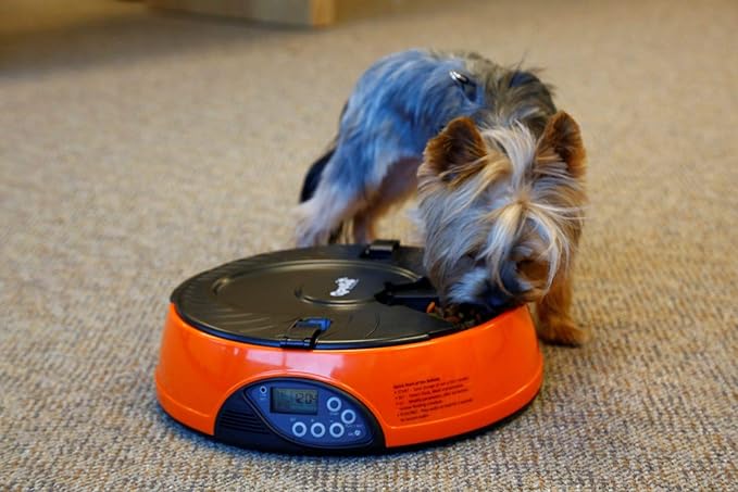 Qpets AF-108 Plus Automatic Cat Feeder, 6-Meals Food Dispenser for Cats and Small Dogs, Programmable Timer, Automatic Pet Feeders, Portion Control, Holds Dry Food, Voice Recorder Up to 6 Meals per Day