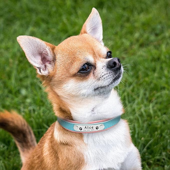 Personalized Dog Collars Leather Padded Customized Dogs Collars Name ID Collar for Small Medium Dogs Cats Blue Pink Black Red