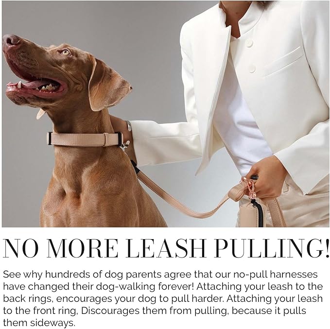 The DOGISTRY - City Collar - Dune - Premium Dog Collar with Padded Neoprene & Signature Fabric - Refined Design & Everyday Luxury - Small