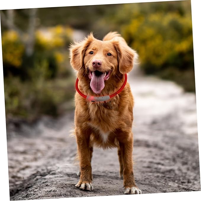 LED Rechargeable Light Up Dog Collar USB Charging Glowing Puppy Collar in Sturdy Plastic for Nighttime Safety and Visibility