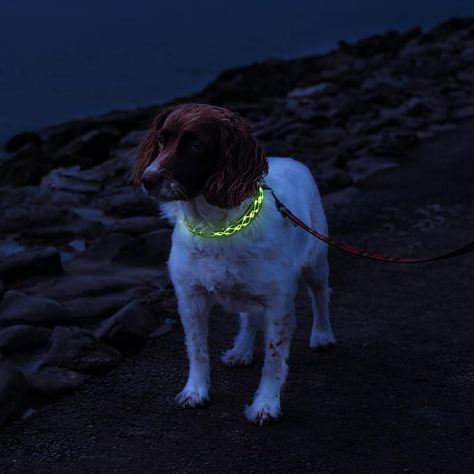 Luwint Stylish Light Up Dog Collar, LED Dog Collar USB Rechargeable - Safety Glow in The Dark for Night Walking & Camping | Adjustable, Waterproof, High Visibility Green