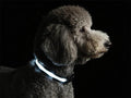 LED Dog Collar for Small Dogs Cats - Fully Waterproof & Adjustable Glow Collar - USB-C Rechargeable for Night Walking, Safety - Flashing Lighted Collar for Dogs(White,XS)