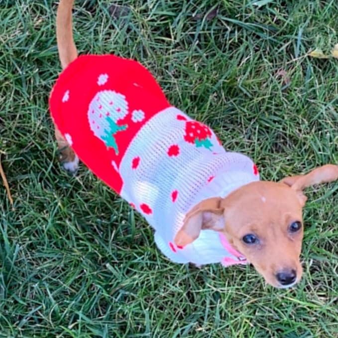CHBORCHICEN Pet Dog Sweaters Classic Knitwear Turtleneck Winter Warm Puppy Clothing Cute Strawberry and Heart Doggie Sweater (Red1, Medium)