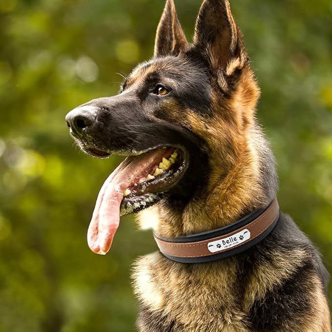 Large Dog Collar Genuine Leather Dog Collar Personalized Pet Name ID Collar Padded Customized for Medium Large Dogs Brown XL