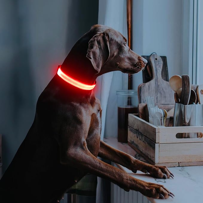 Illumifun Light Up Collar for Dogs, Rechargeable LED Dog Collar, Adjustable Safety Pet Collar Lights for Night Walking (Red, Large)