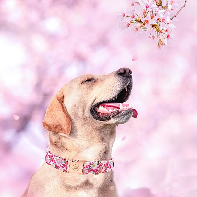 Elegant little tail Dog Collar, Pink Floral Pattern Pet Collar Durable Cute Dog Collars Summer Female Pet Gift Adjustable Dog Collar for X-Small Dogs