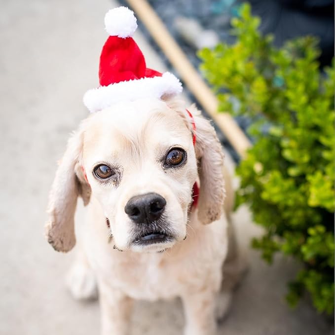 Huxley & Kent Pet Hat | Santa (Extra-Large) | Fun Christmas Holiday Hat for Dogs/Cats | Cute, Comfortable and Fun | SnugFit Strings for Best Fit