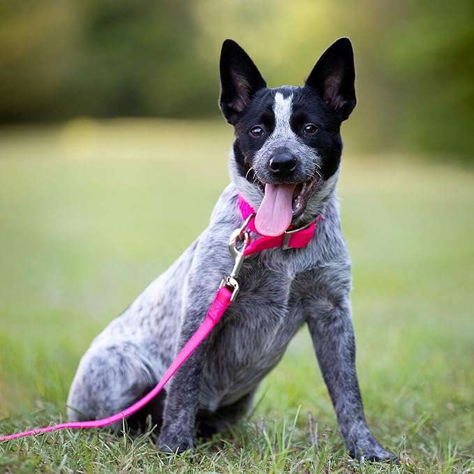 Jeffers Pet Solid Nylon Dog Collars, Hot Pink, 1" W x 16" L – Adjustable, Durable & Safe for Dogs, Lightweight & Double Ply Design, Stylish Pet Accessories - Perfect for Training, Walking & Tracker