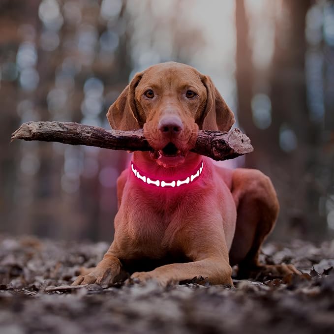 Flashseen Light Up Dog Collars, Adjustable LED Dog Collar Rechargeable, Glow in The Dark Dog Collars Super Bright Glow Collars for Night Walking for Dogs (Pink, Medium)