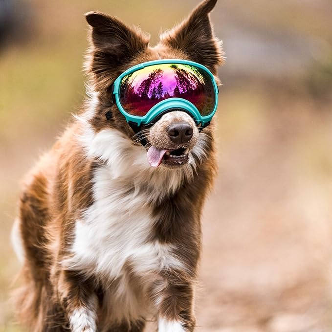 Rex Specs V2 Dog Goggles (Medium, Black)