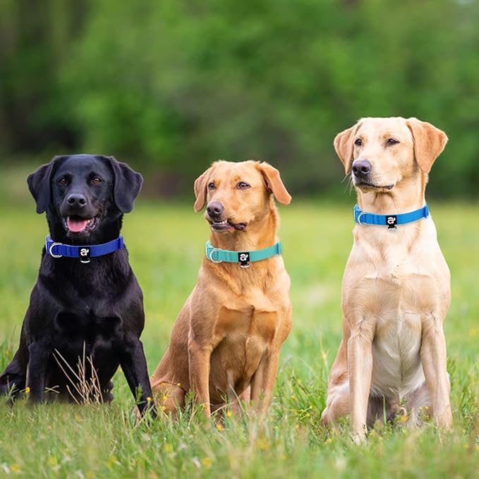 azuza 3 Pack Dog Collars Comfortable and Adjustable Nylon Dog Collars for Puppy Small Dogs, XS (8-12inch)，Green, Blue and Royal Blue