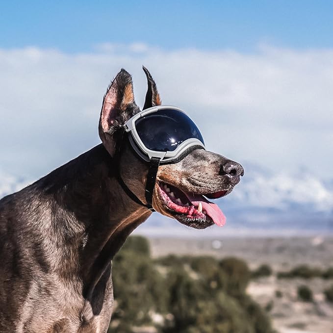 Rex Specs V2 Dog Goggles (Gallatin Grey, X-Large)