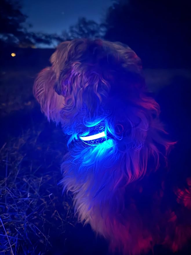 FUR-Safety Dog LED Collar - Animal Collar, Nylon, High Visibility, Adjustable Light Modes - S/M/L, Blue/Green/Orange/Pink/Red/Yellow - for Outdoor Night Activities (Blue, Large)