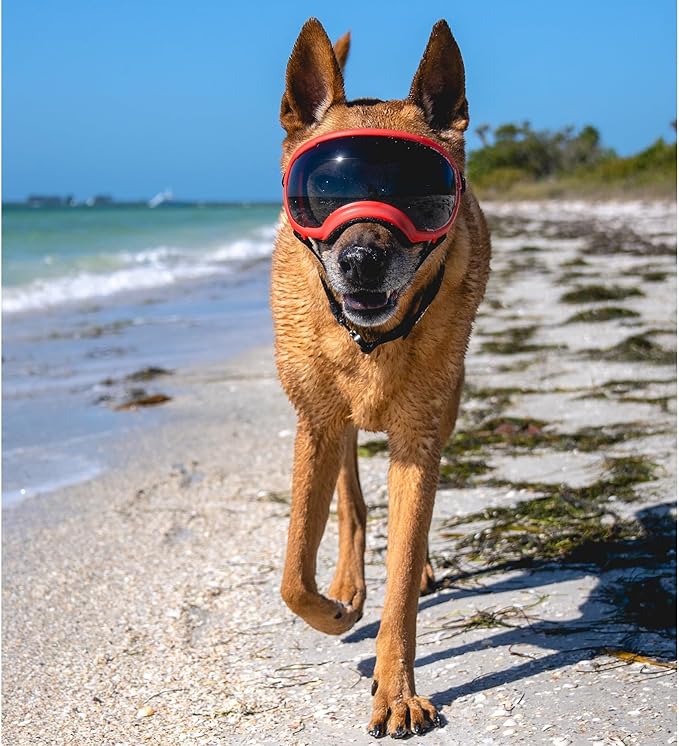 Rex Specs V2 Dog Goggles (Medium, Ranger Red)