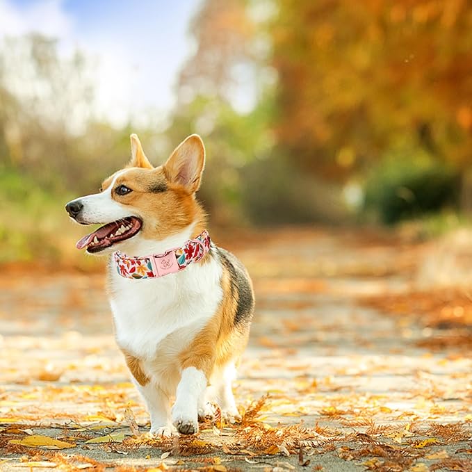 Elegant little tail Fall Dog Collar, Autumn Leaves Pet Collar Durable Dog Collars Male or Female Holiday Pet Gift Adjustable Dog Collar for Small Dogs
