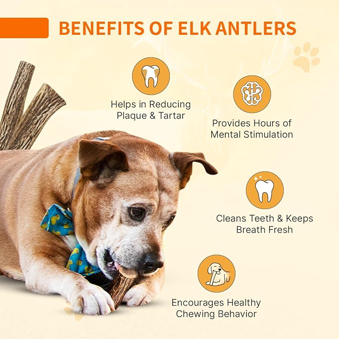 Tibetan Elk Antler for Dogs, Grade-A, 4"+ Premium Chews, Pack of 2, Naturally shed Healthy & Longer Lasting Aggressive chewers, USA Product Antler (Whole)