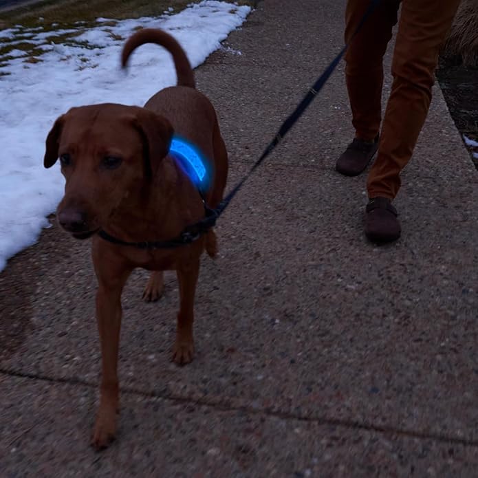 NiteDog Rechargeable LED Collar Cover, Disco, One Size