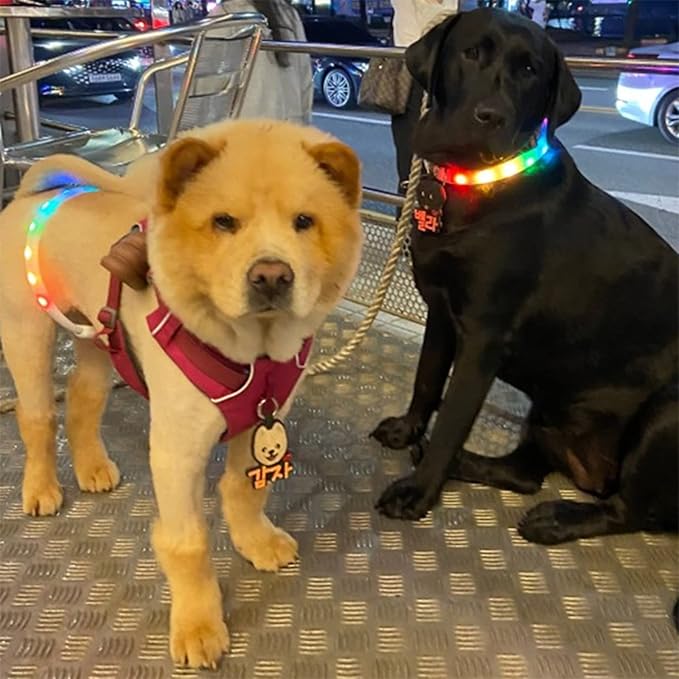 Dog Led Collar USB Rechargeable, Multicolored Lighted Dog Collar Band Flashing, Dog Collar Lights Up Night Walking for Small Medium Large Dog