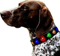 Subversive USB-C led Light up Dog Collar,Star Running LED Design Comfortable and Soft Material,Multicolored Lighting (DM-Black, M(11.8-15.7"))