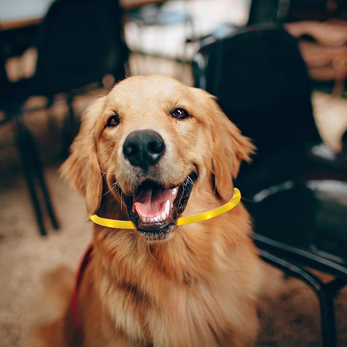 Ciieeo LED Rechargeable Silicone Pet Collar Luminous Dog Neck Belt Wear-Resistant Oval Shape Yellow L Size for Outdoor Safety and Night Walking
