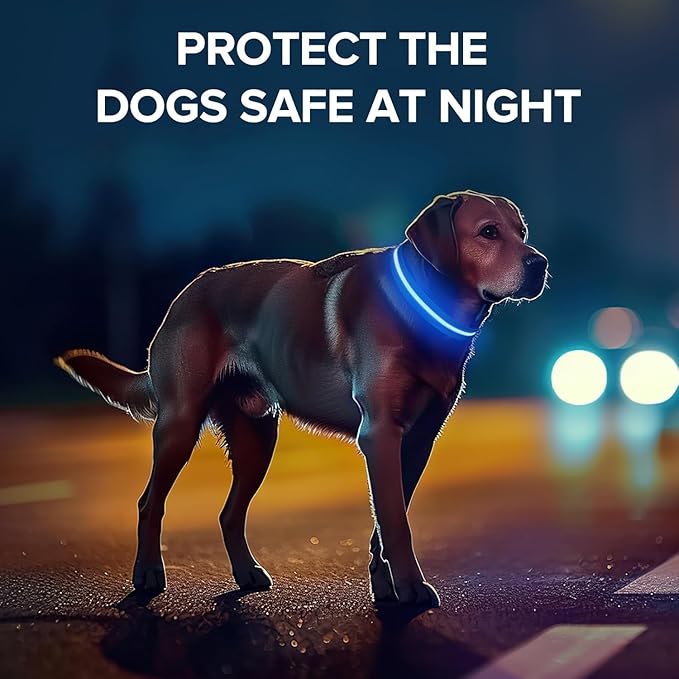 Baby Blue Medium LED Dog Collar | Night Walks just got Safer | Ultra-Bright LED Collar | USB Rechargeable | Waterproof | Adjustable & Durable | 4 Light Modes | Keep Your Pup & Yourself Safe!