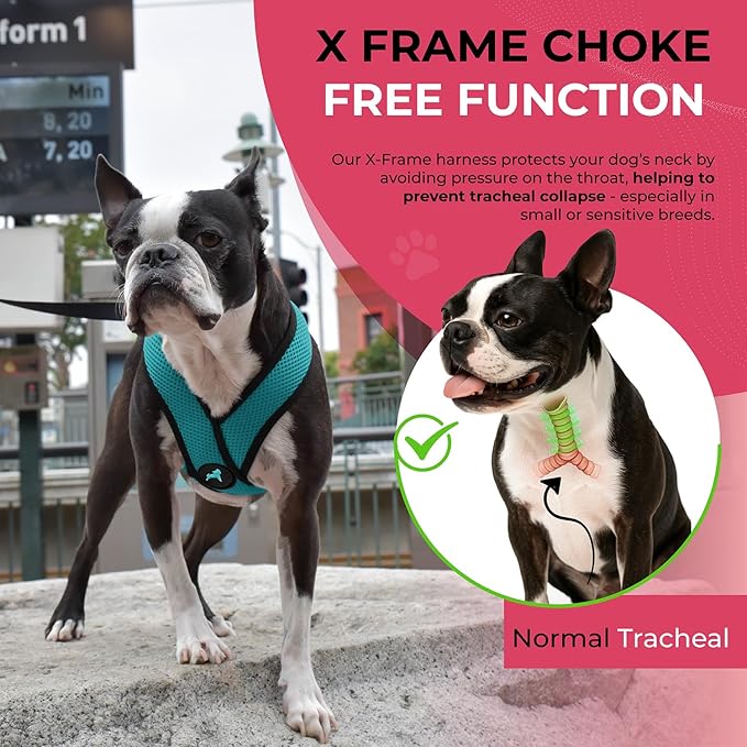 Gooby Comfort X Head in Harness - Turquoise, X-Large - No Pull Small Dog Harness, Patented Choke-Free X Frame - On The Go Dog Harness for Medium Dogs No Pull, Small Dogs for Indoor and Outdoor Use